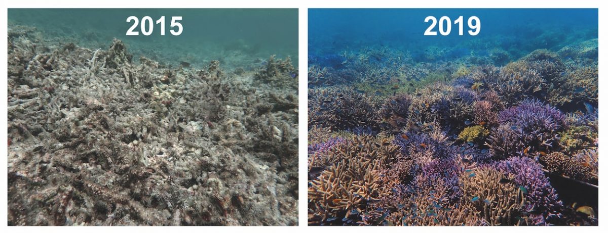 2015-2019-Adopt-a-coral-evolution