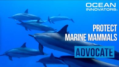 International Marine Mammal Project-IMMP