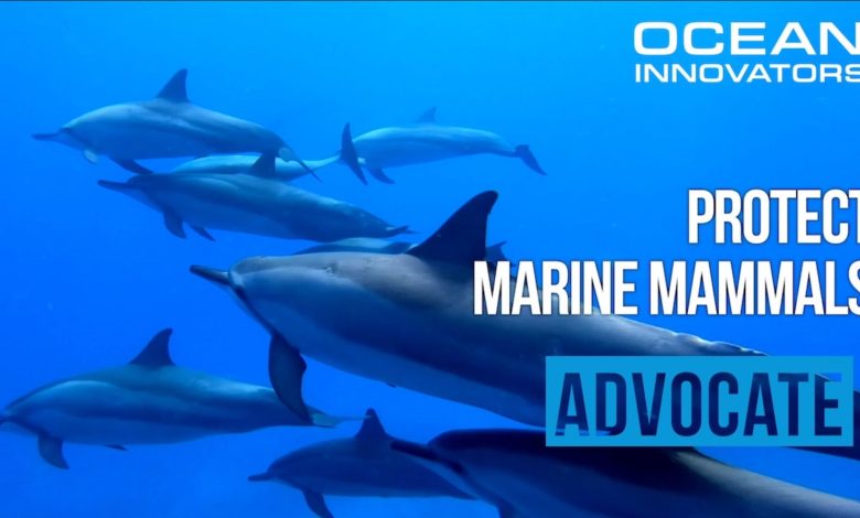 International Marine Mammal Project-IMMP