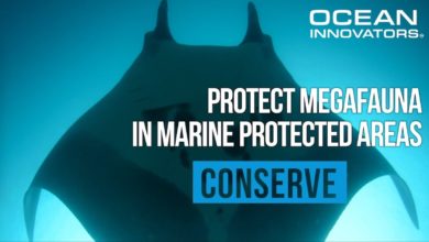 Marine Megafauna Foundation - MMF Ocean Giants Protection