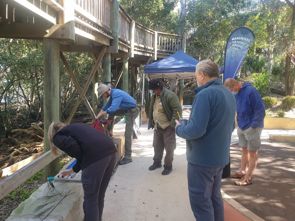 inspecting soil sample mangrove